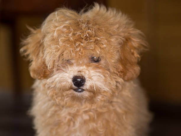 Adorable Maltipoo puppy posing in a home interior.