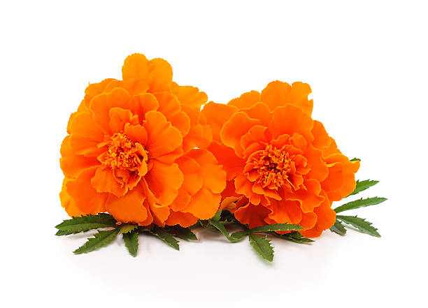 istock Two orange marigold flowers isolated on white background. 2246364124