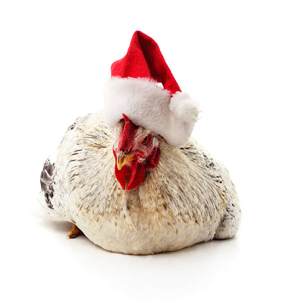 istock Rooster wearing Santa hat. 2246364127