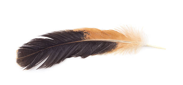 istock Brown and black bird feather isolated on white background. 2246364365