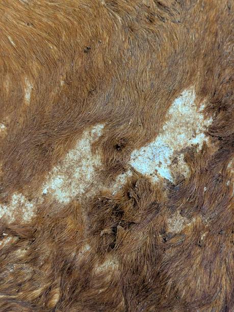 istock Brown animal fur 2246364472