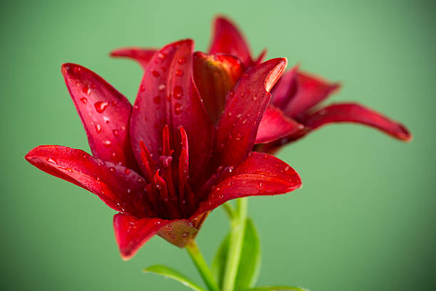 Day Lily flower macro abstract background