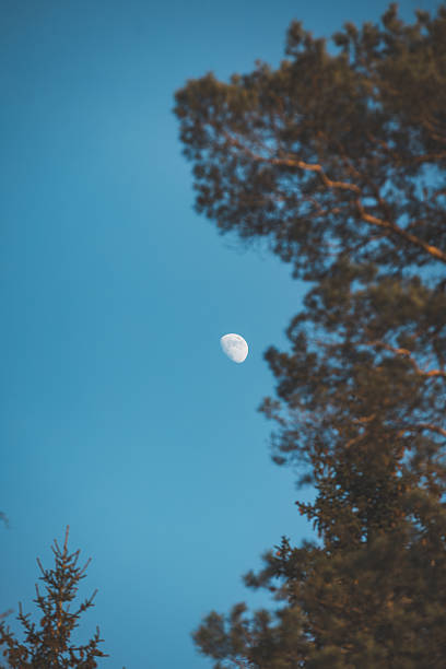 A bright crescent moon hangs in a vast, cloudless blue sky, framed by the dark green needles of a conifer tree