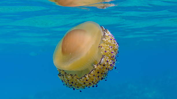 istock Mediterranean jelly (Cotylorhiza tuberculata) undersea, Aegean Sea 2246366174