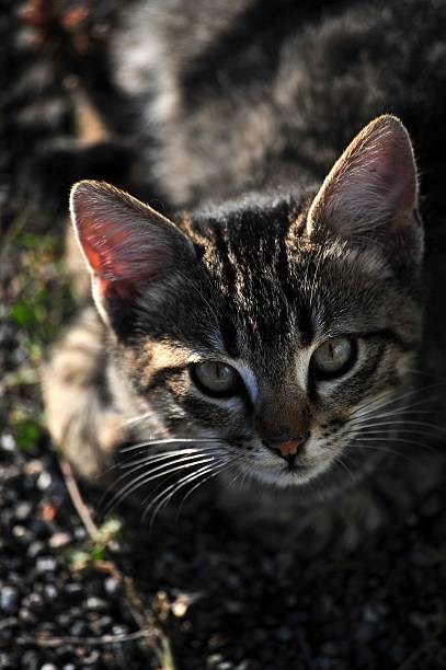 istock Inquisitive Soul: Top-Down Portrait of a Curious Tabby Kitten 2246366278