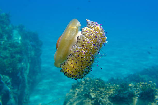 istock Mediterranean jelly (Cotylorhiza tuberculata) undersea, Aegean Sea 2246366406