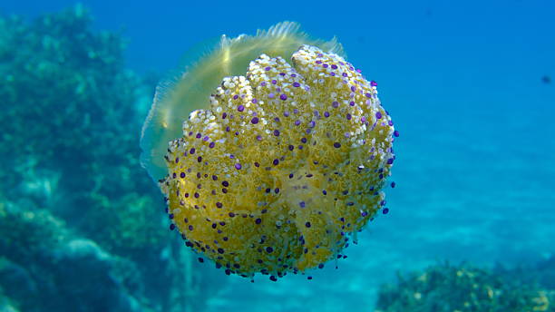istock Mediterranean jelly (Cotylorhiza tuberculata) undersea, Aegean Sea 2246366547