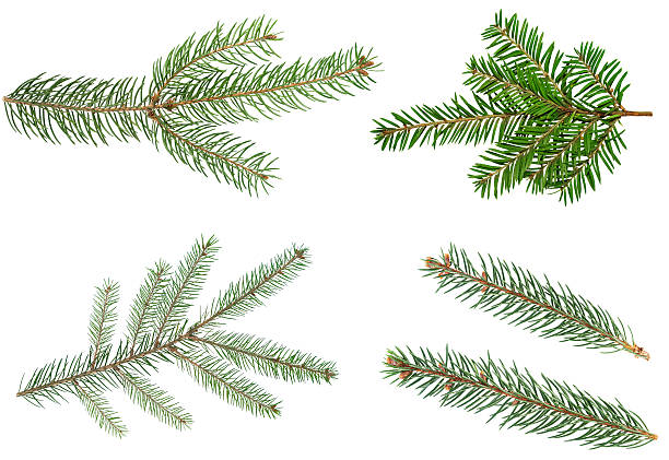 istock A collection of four different christmas spruce tree branches isolated on white. 2246370080