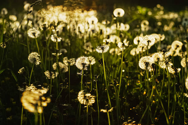 A serene photograph of dandelions illuminated by the warm glow of the setting sun. The soft backlight highlights the delicate seeds and creates a dreamy, golden atmosphere, capturing the fleeting beauty of nature in its most tranquil moment.