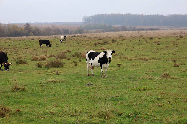 istock In a wide, open pasture, several cows are grazing on green and brown grass under a gray, overcast sky. 2246374496