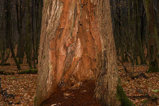 A close-up view of a massive tree trunk featuring a large, vertical fissure that exposes the bright reddish-brown inner wood, sharply contrasting with the outer bark.