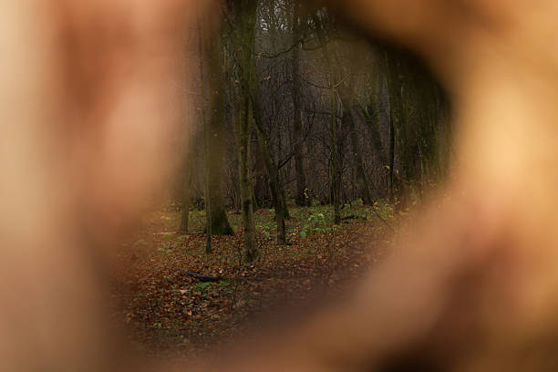 The composition frames a view of a gloomy autumn forest through a blurred, warm, light-brown border, possibly made of leaves or hands.