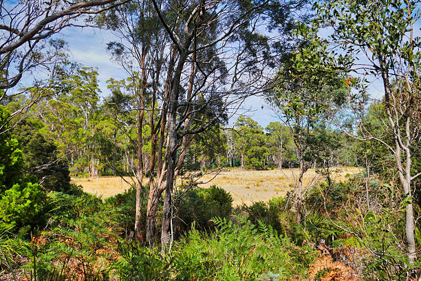 istock Clearing in a eucalyptus forest in northern Tasmania 2246376072