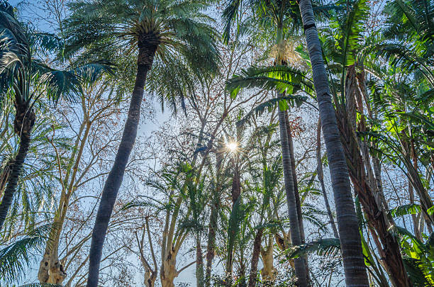 Palm trees and tropical plants in Malaga Park, Andalusia, southern Spain
