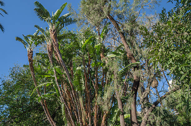 Regenerative coconut palm trees growing in a forest. The picture is taken in the small tropical forest on Palau Selingan also known as Turtle Island in Malaysia