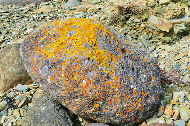 Eroded boulder with yellow, red and orange lichen at the northwestern coast of Tasmania, Australia