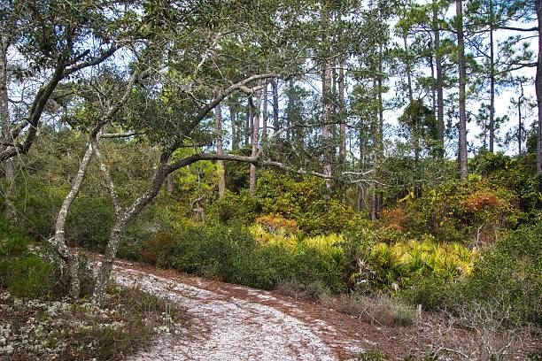 istock Gulf Shores Forest Gator Trail 2246376601