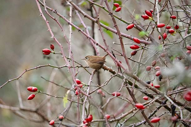 istock Wren woodland bird perched surrounded by berries 2246387853
