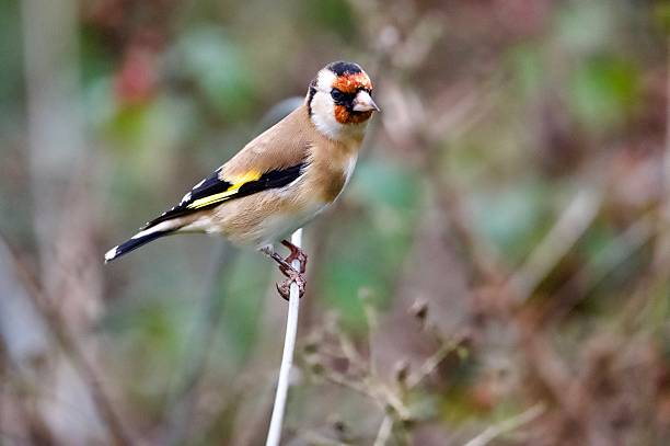 istock Goldfinch song bird perched on a thin branch 2246387862