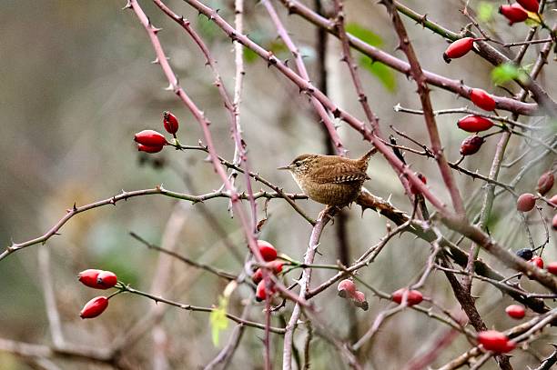 Wren woodland bird perched surrounded by berries