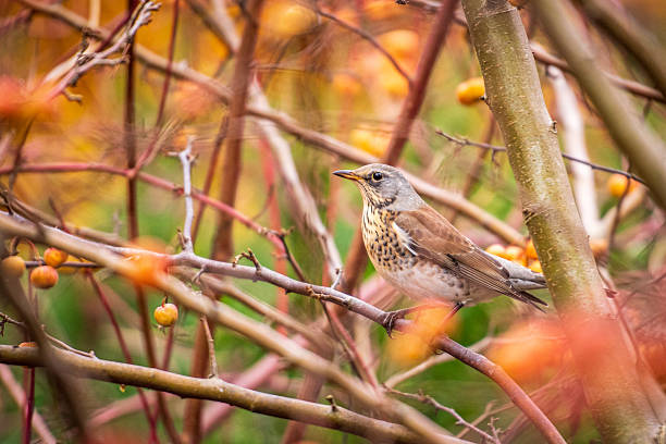 A fieldfare perched among colorful autumn branches