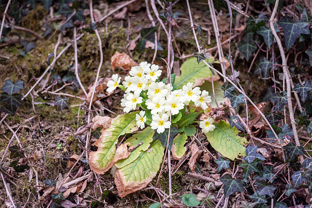 Primrose (Primula Acaulis ) Blooming in the Forest at Spring