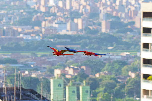 Front view of 2 wild flying macaws aboce the city of Medellin in the background. Illustration of tourism in Medellin, colombia.