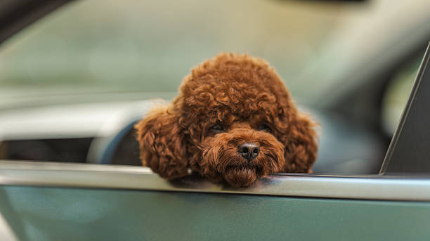 young happy woman with teddy dog seen through car window