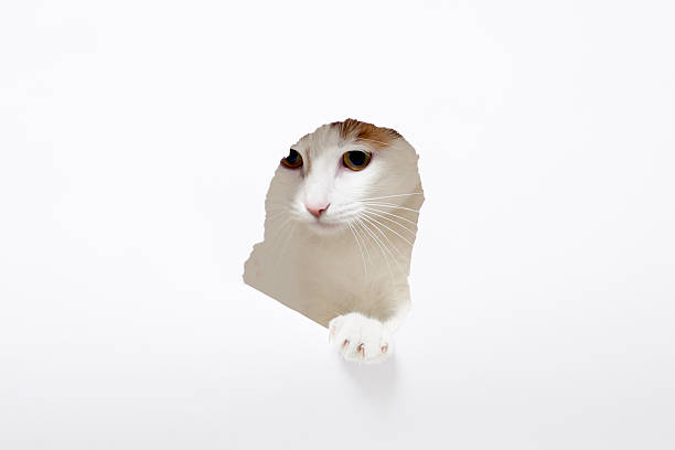 istock Curious cat peeking through torn white paper hole 2246391511