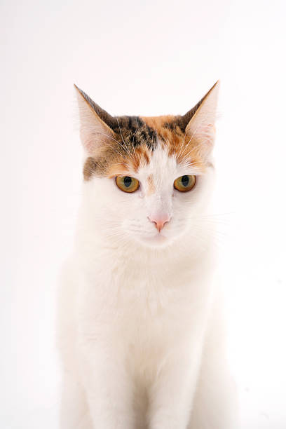 istock Calico cat sitting, looking down with a gentle expression 2246391528