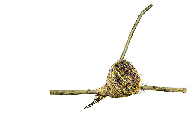 A sparrow bird nest on twig isolated on white background, structure birds build for laying and incubating eggs and raising their young, providing a safe and insulated space