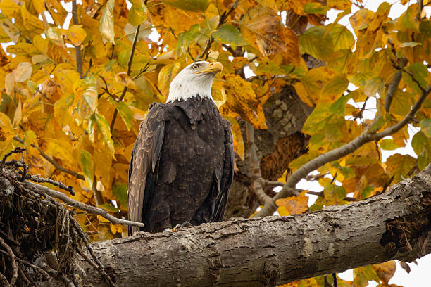 istock Majestic Bald Eagle Perched on Autumn Branches Amid Golden Foliage Overlooking Scene 2246392144