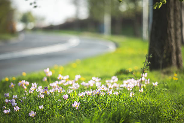 A beautiful spring scene with a winding road, lush green grass, and delicate wildflowers under a sunny sky.