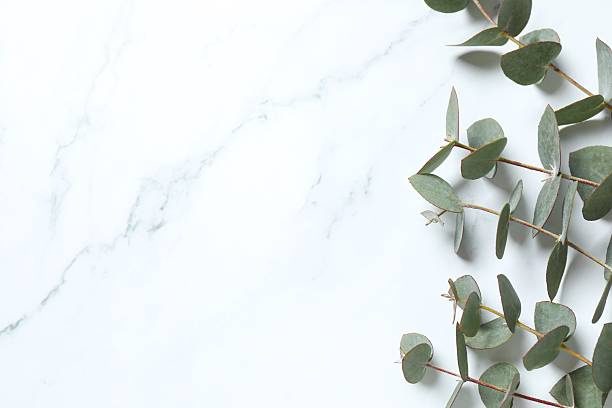 istock green leaves eucalyptus on white background. flat lay, top view 2246393179