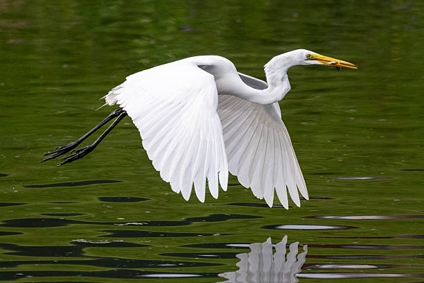 istock Great Egret in Flight with Catch of Fish 2246393188