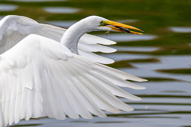 A great egret with a catch of fish in its beak, close up.