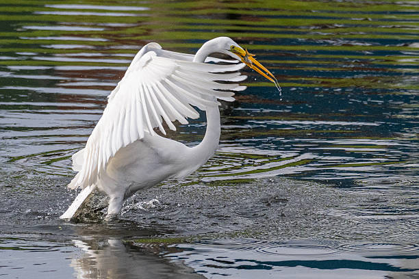 istock Great Egret with Catch of Fish 2246393202