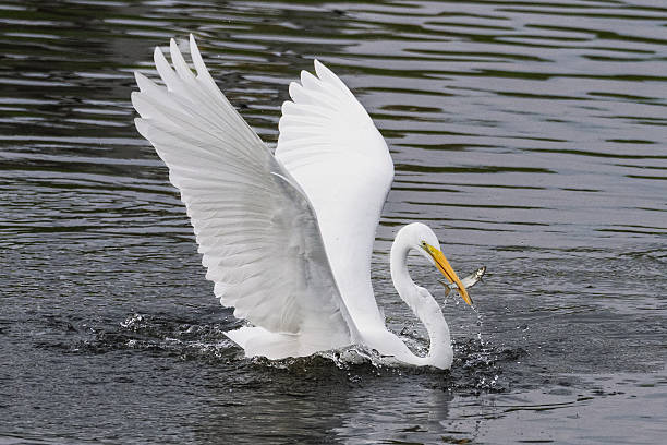 istock Great Egret with Fish in Beak 2246393218