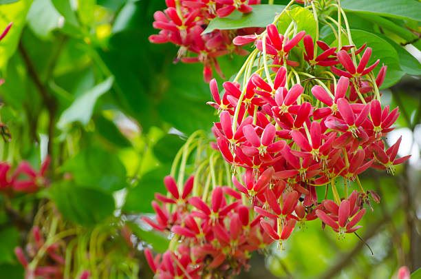 Robinia on white background