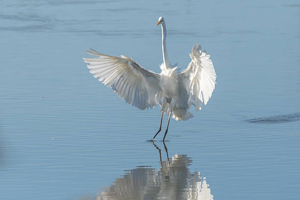 istock White egret gracefully unfurls over calm water at sunrise 2246393645