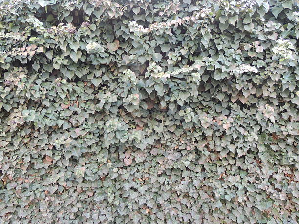 Faded green ivy climbing up a wall as a monochrome natural textured background full frame, evergreen lush bindweed creeping up a steep wall of a building or fence, wild creeping deciduous plant