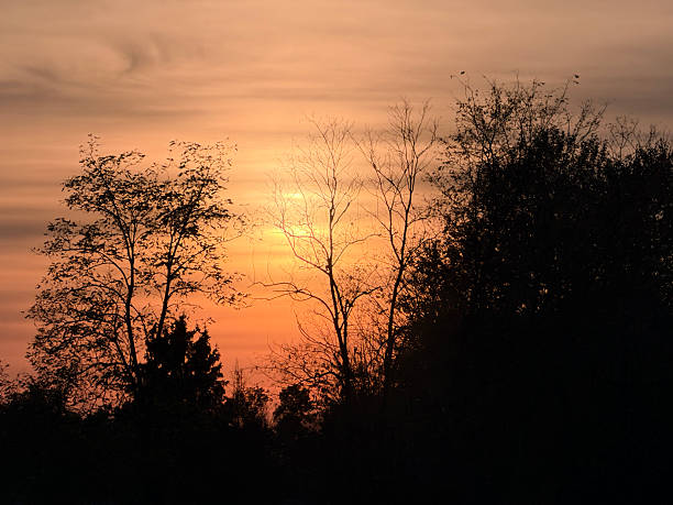 A serene autumn sunset bathes the sky in warm shades of orange and gold, silhouetting the delicate outlines of bare and leafy trees. The tranquil light and soft, layered clouds create a peaceful, dreamlike atmosphere, capturing the quiet beauty of nature at dusk. Perfect for concepts of calm, reflection, and the passage of time.