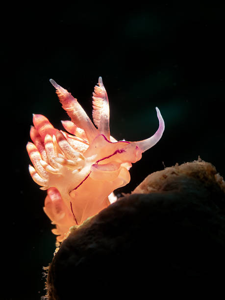 istock red-lined aeolid nudibranch, scientifically known as Coryphellina rubrolineata (previously Flabellina rubrolineata 2246397478