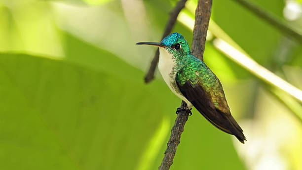 istock Andean emerald (Uranomitra franciae), bird of Ecuador 2246397513