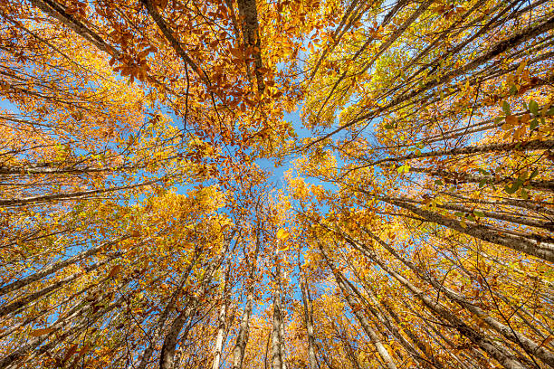 A dramatic low-angle (worm's-eye view) perspective captures the towering canopy of an ancient oak forest in full autumnal glory, likely near San Martín de Trevejo, Extremadura. The slender, straight trunks of the oak trees frame a bright, clear blue sky at the center. The dense foliage is a stunning mosaic of warm colors, dominated by vivid shades of gold, burnt orange, and bright yellow, with a few hints of green still lingering. The converging lines of the tree trunks draw the viewer's eye upwards, creating a powerful sense of height, depth, and immersion in nature. This image perfectly captures the vibrant transformation of the Spanish forest landscape during the fall season and evokes feelings of wonder, peace, and natural beauty.