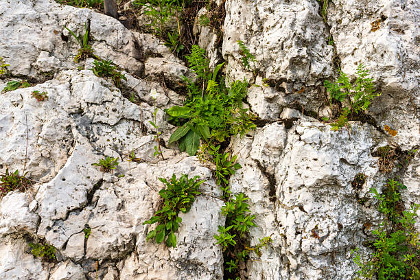 Small green plants sprouting between cracks of white limestone cliffs. The contrast between soft greenery and rough rocky surface symbolizes nature’s resilience.