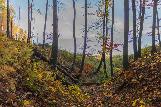Moss on tree trunks. Deep forest. Autumn landscape