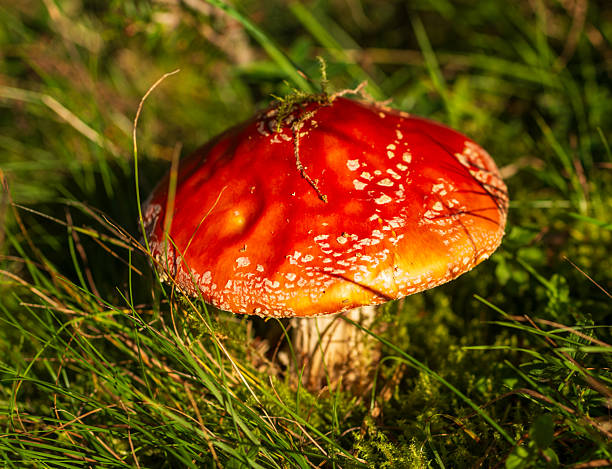 Bright red fly agaric mushroom with white spots growing in grass and moss. The vivid colors and sunlight highlight the beauty and toxicity of this iconic forest fungus.