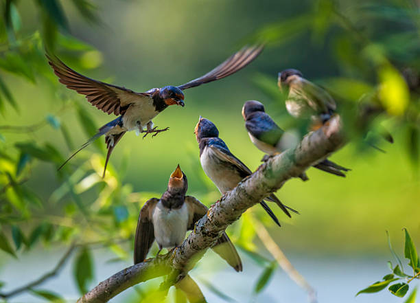 istock barn swallow bird flies to feed its hungry chicks sitting on a tree branch 2246400367