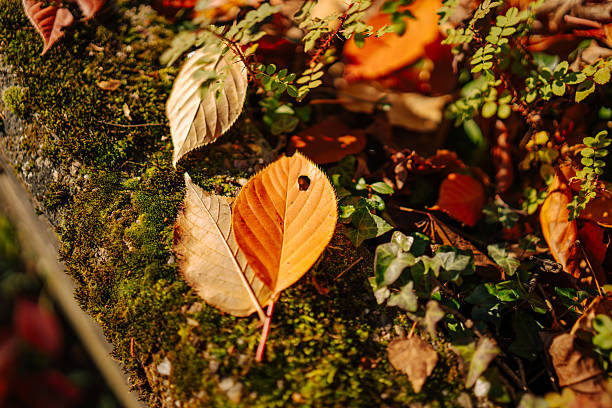 Autumn leaves resting on a moss-covered stone with patches of ivy and small plants. The composition combines warm seasonal colors with natural texture and detail, evoking peaceful woodland scenes.